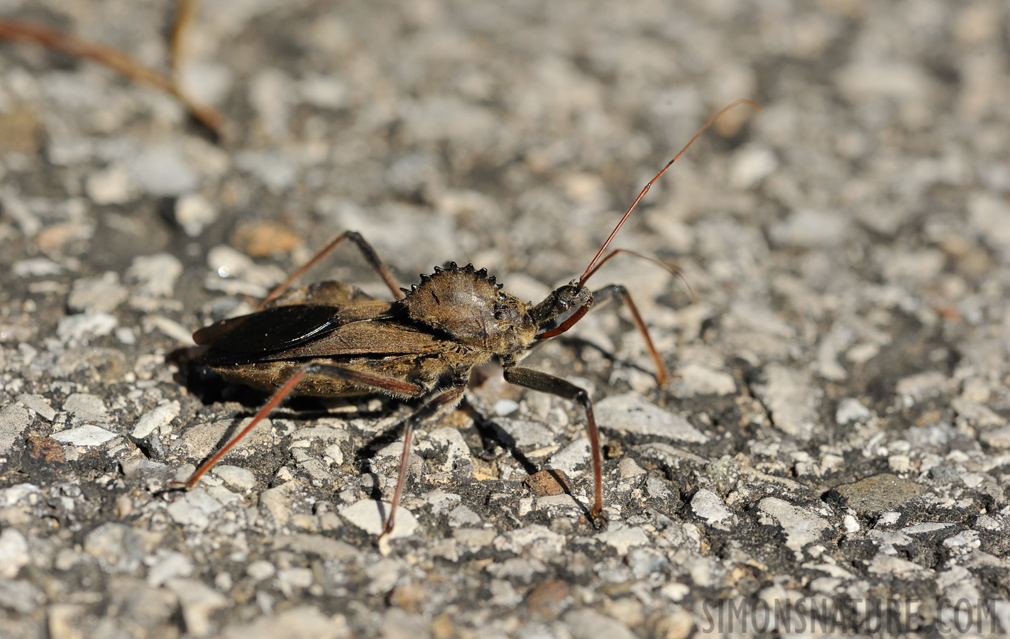 Arilus cristatus [105 mm, 1/2500 sec at f / 11, ISO 1600]